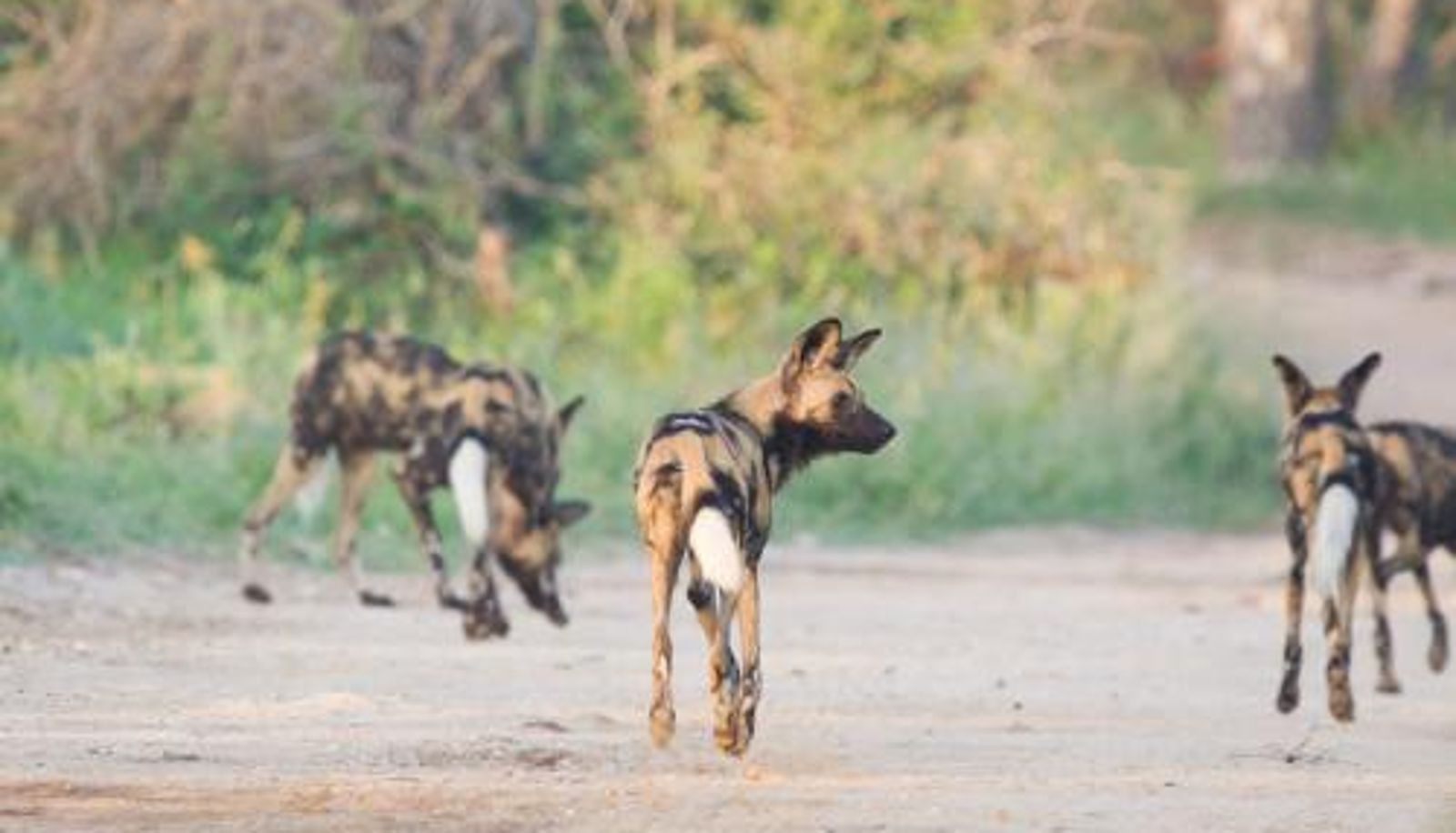 Información - Taj Bush Lodge