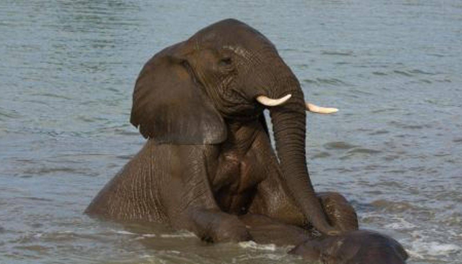 Info - Taj Bush Lodge