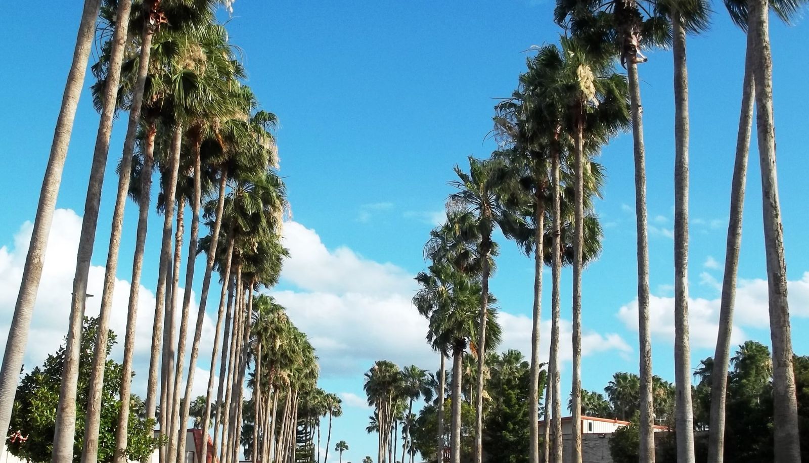Vista esterna - Victoria Palms Inn and Suites