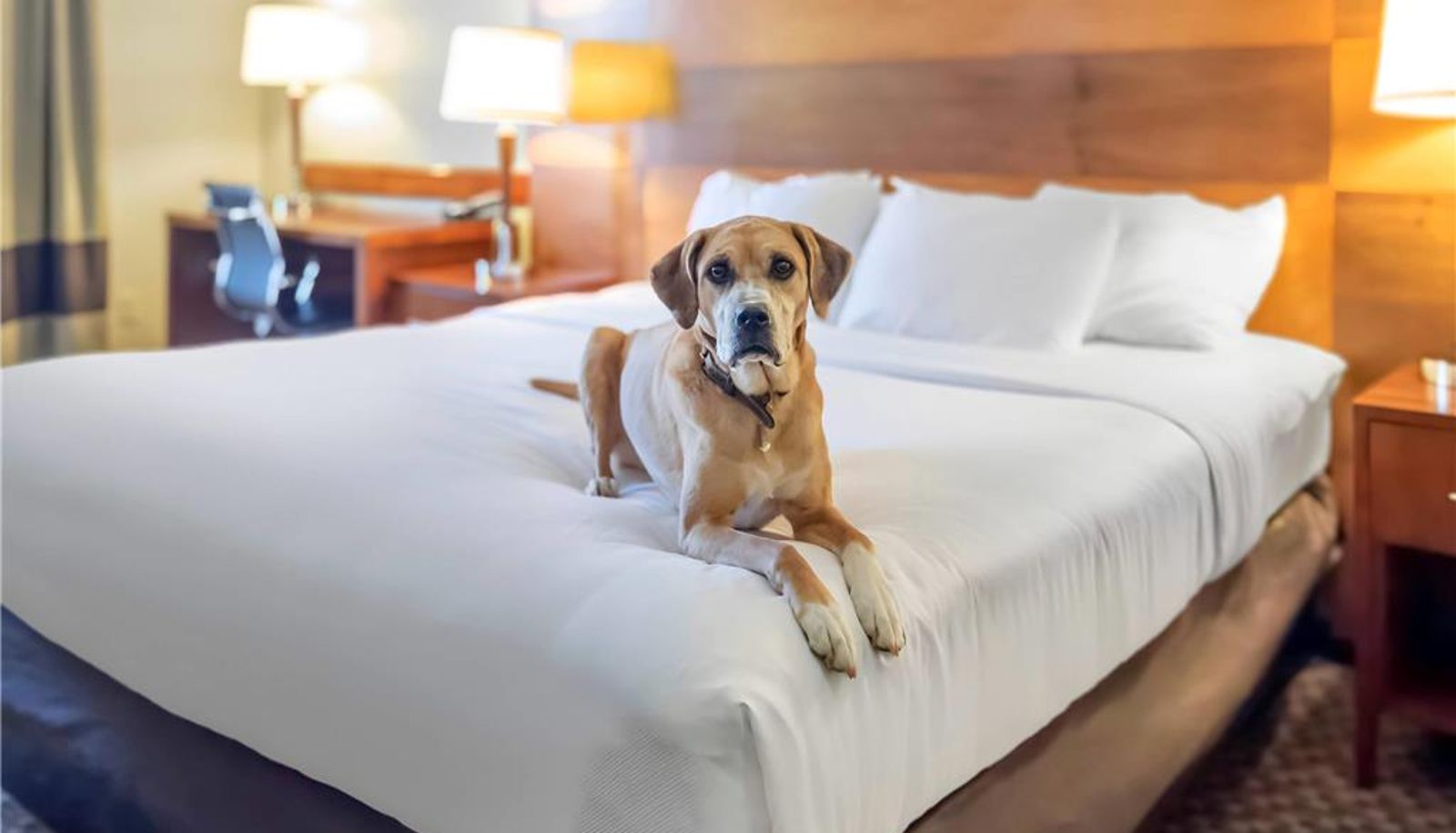 Room - Comfort Inn & Suites Durango