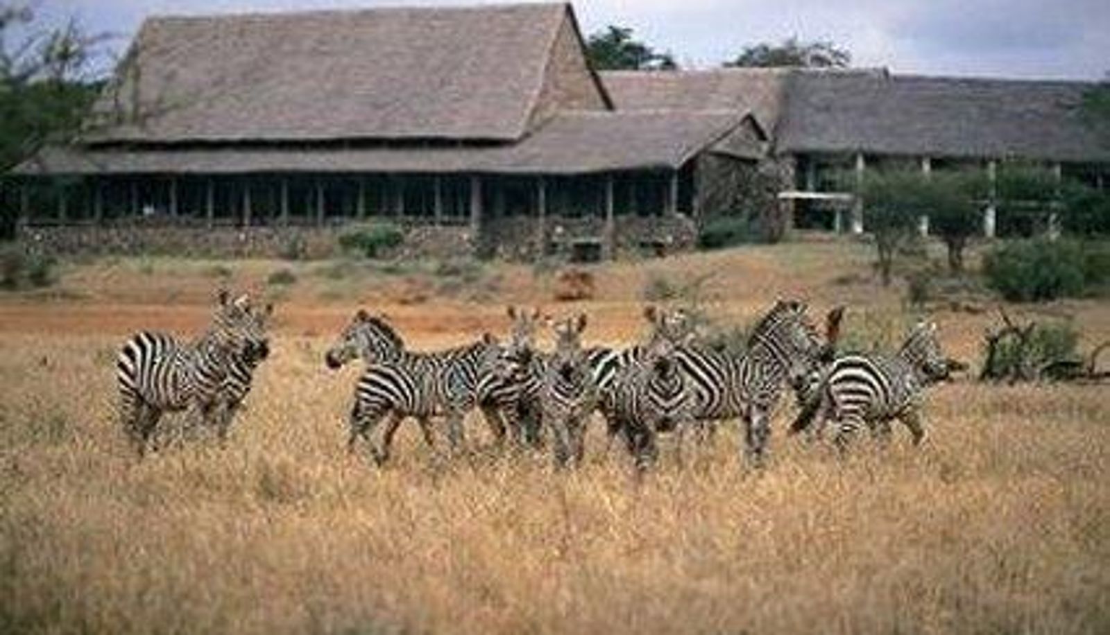 Widok na zewnątrz - KILAGUNI SERENA SAFARI LODGE