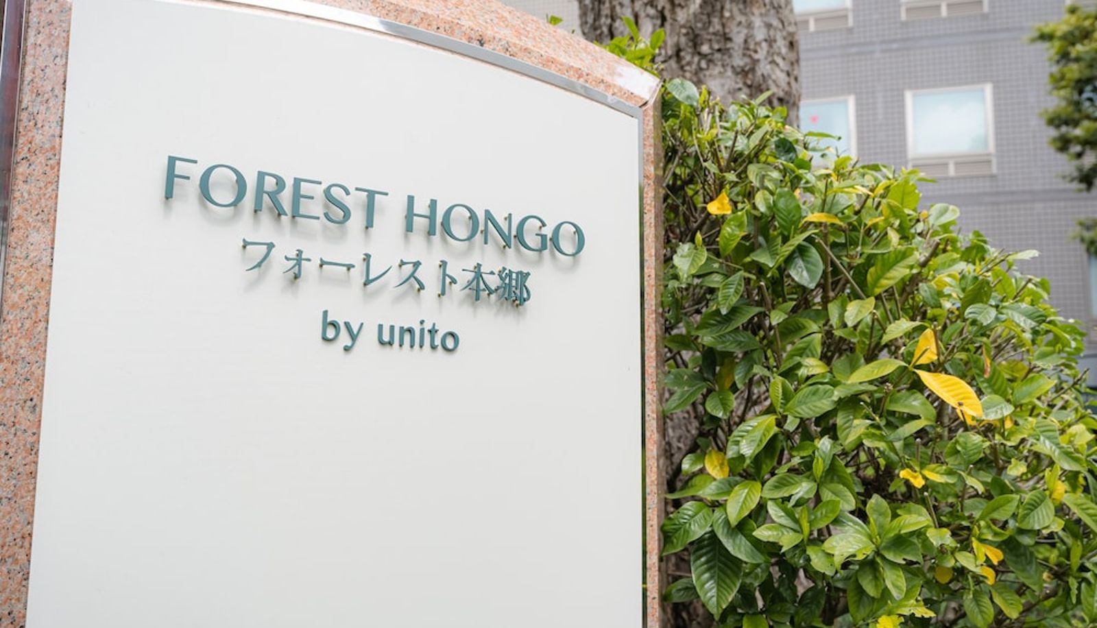 Información - FOREST HONGO BY UNITO