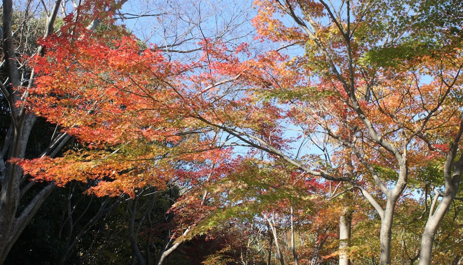 Ogród - Hotel Concorde Hamamatsu