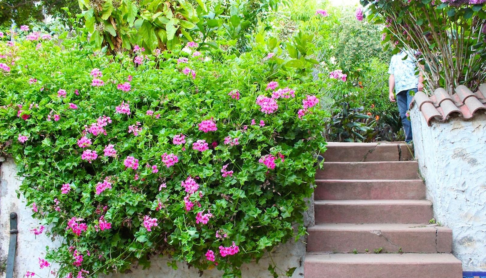 Garten - Puerto Natura