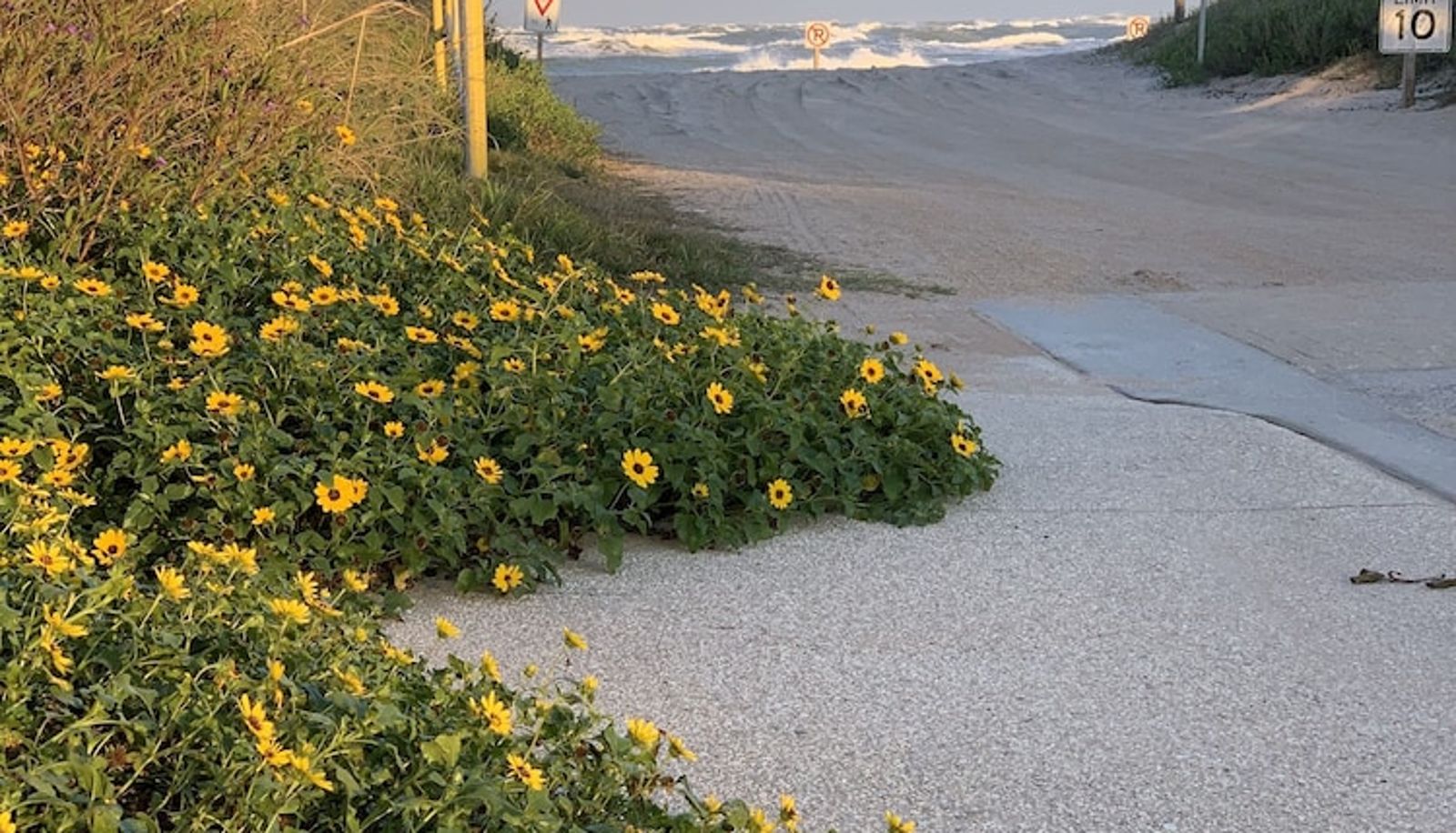 Garden - The Saint Augustine Beach House