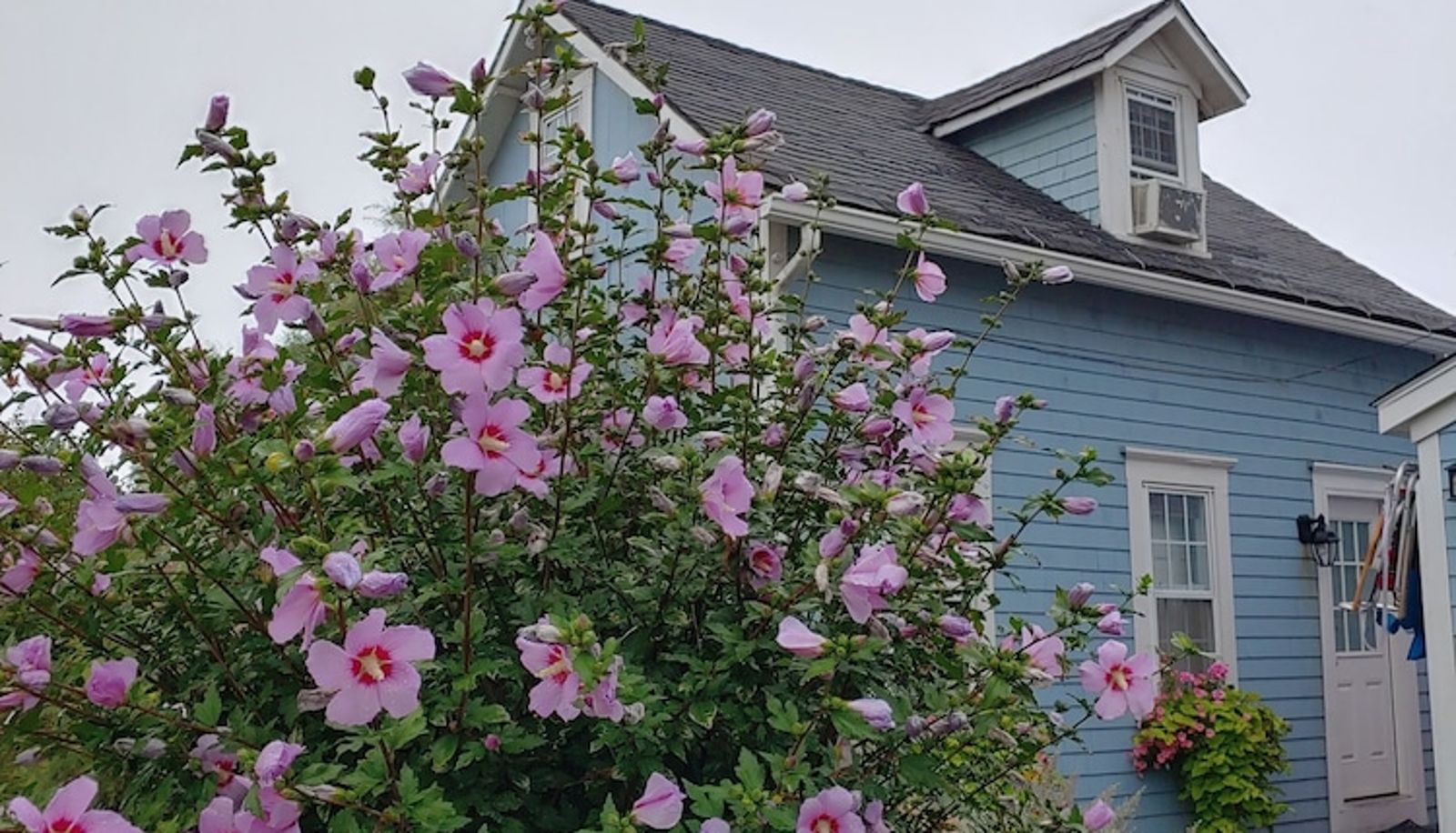 Garten - The Blue Dory Inn