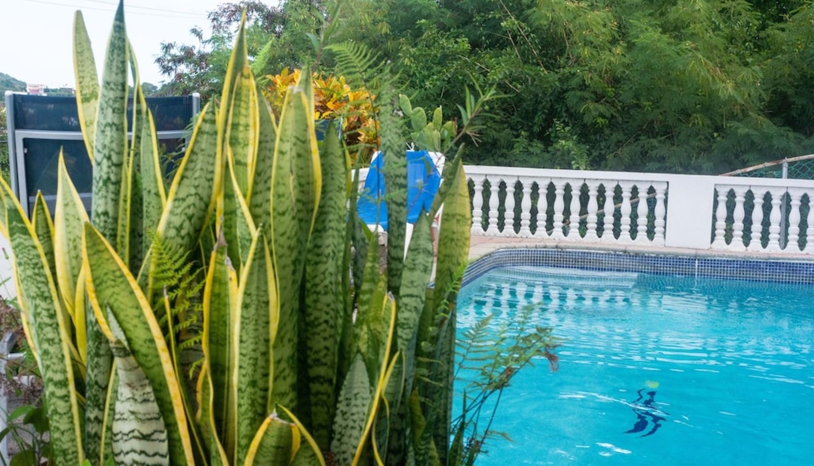 Pool - Cleopatra Villas
