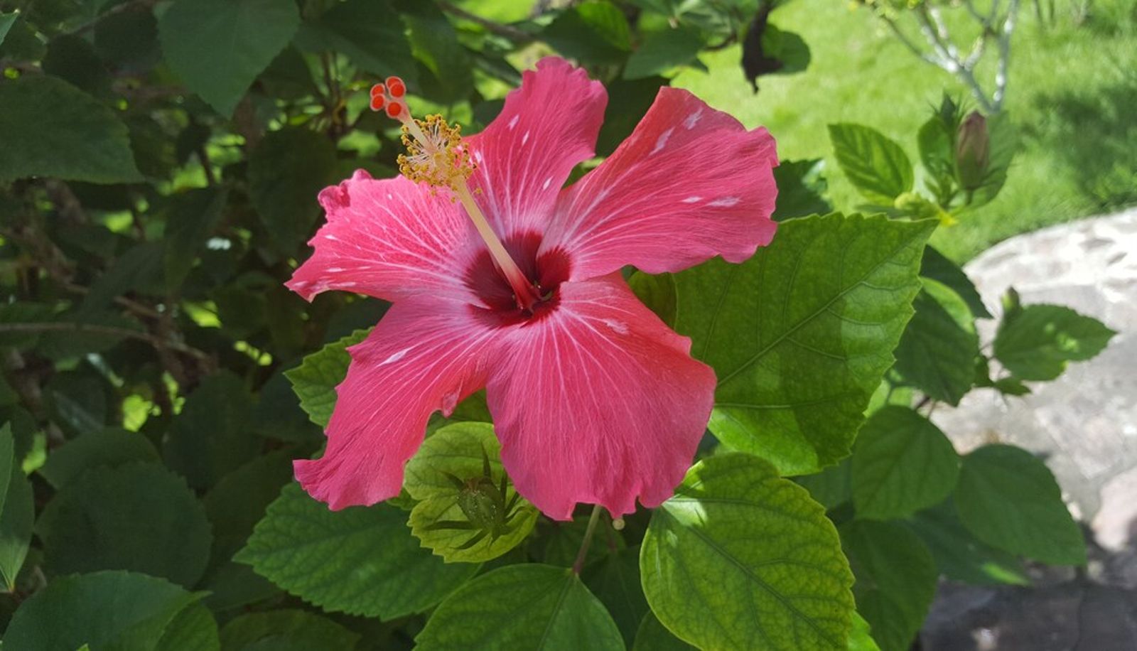Garden - Oasis Hotel Las Terrenas
