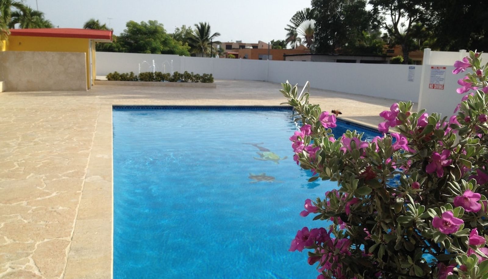 Pool - Arecibo Inn
