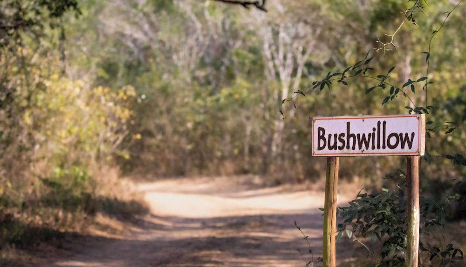 Info - Bushwillow Collection
