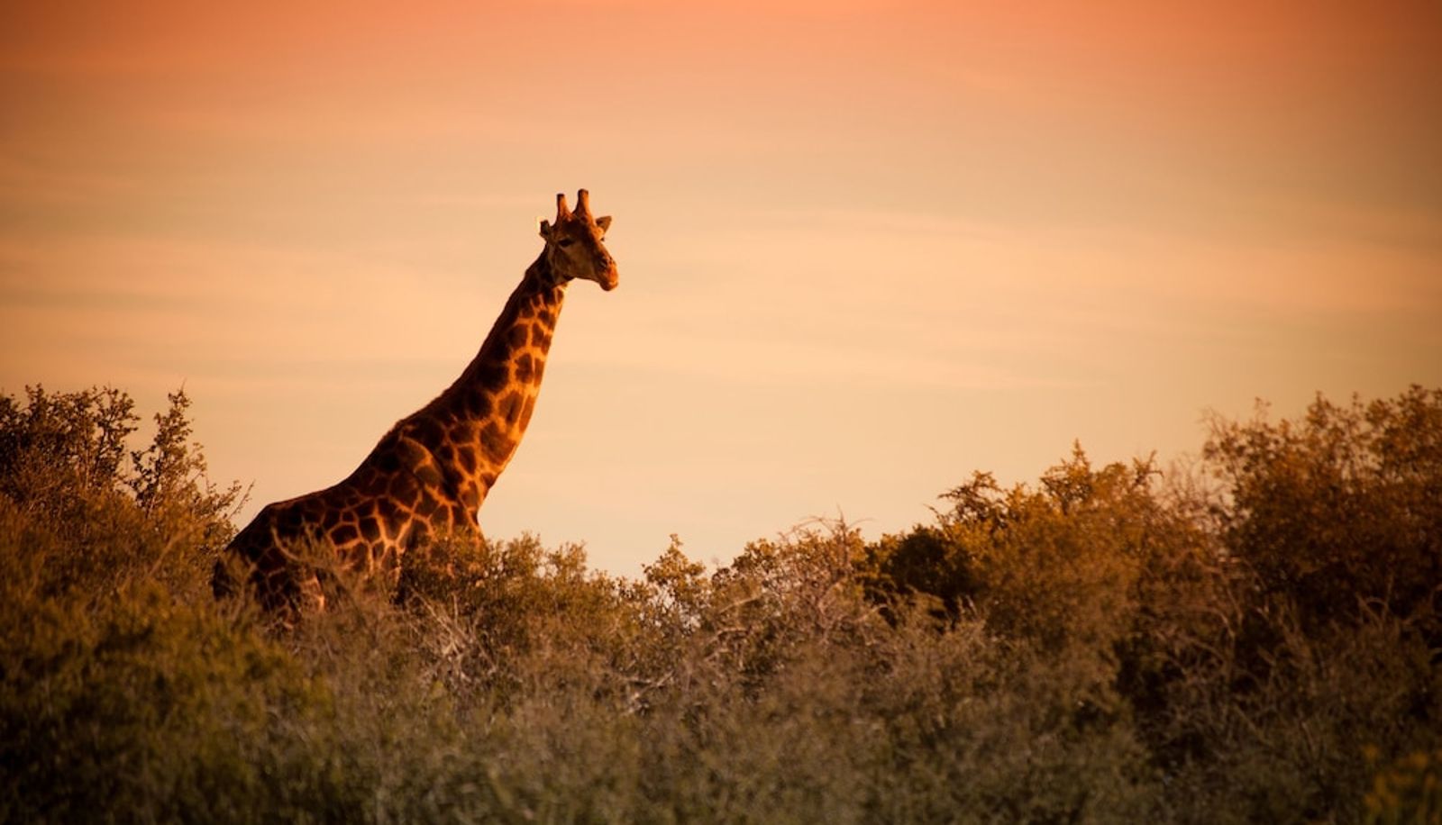 Info - Buffelsdrift Game Lodge