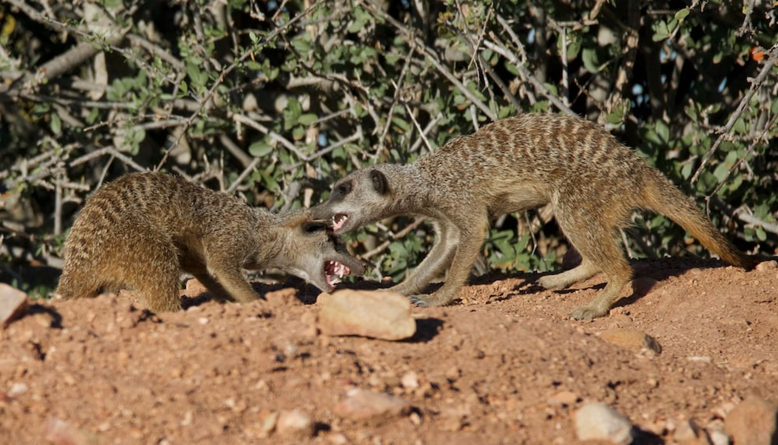 Info - Buffelsdrift Game Lodge