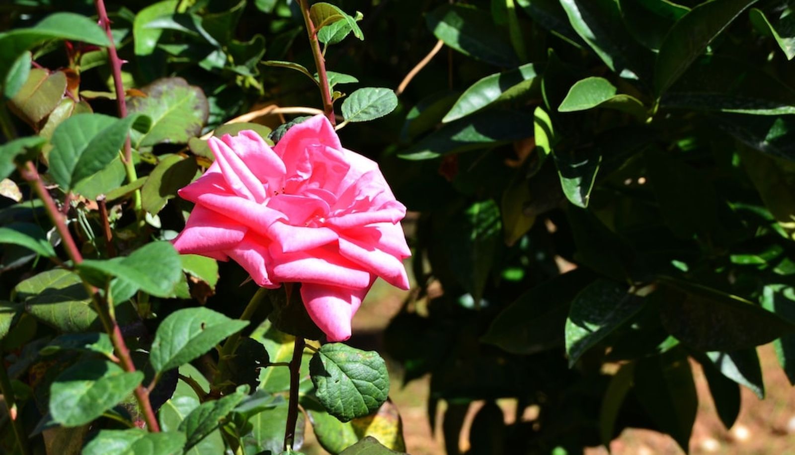 Jardin - Bed & Breakfast S. Elia