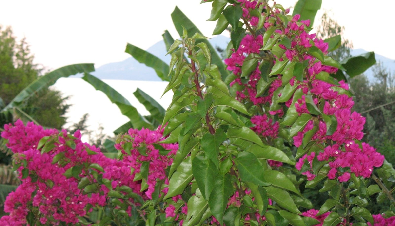 Garden - Angelica Villas