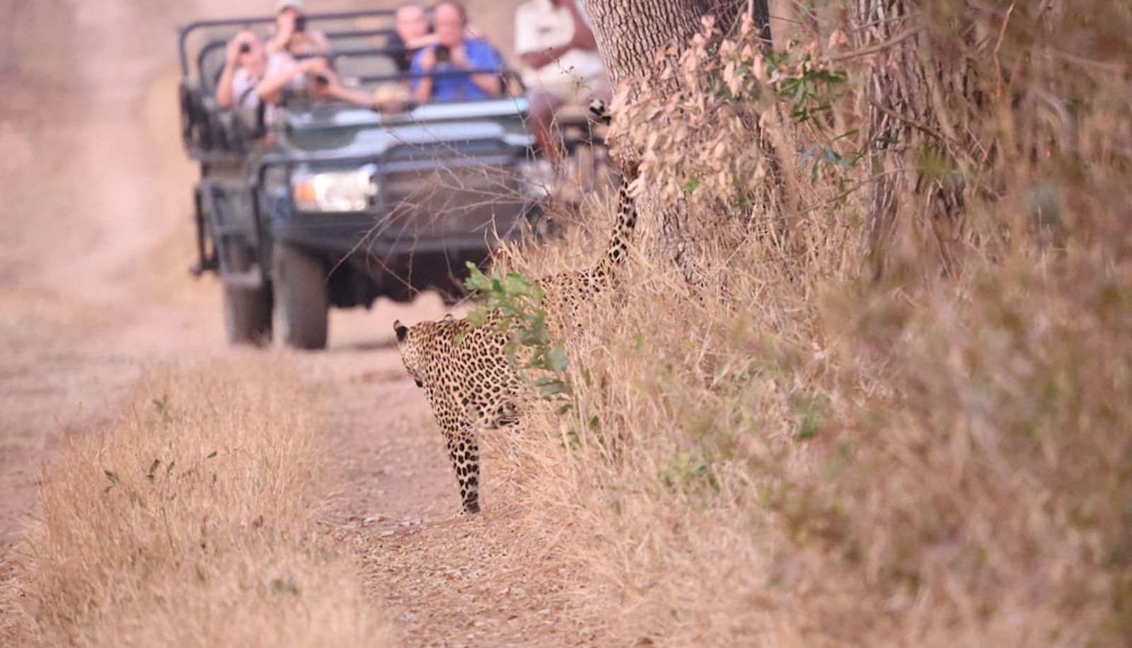 Info - Karongwe - River Safari Lodge