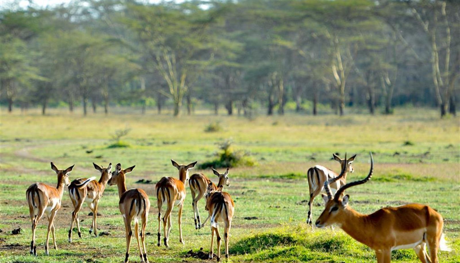 Wellnessruimte - LAKE ELMENTEITA SERENA CAMP