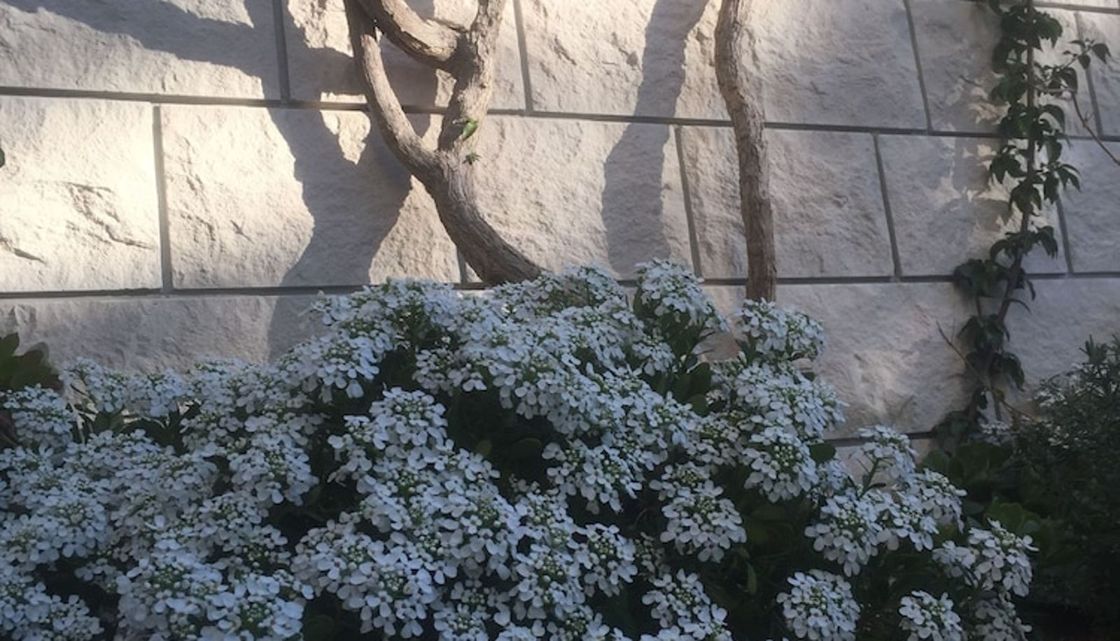 Garten - Apartments Pera