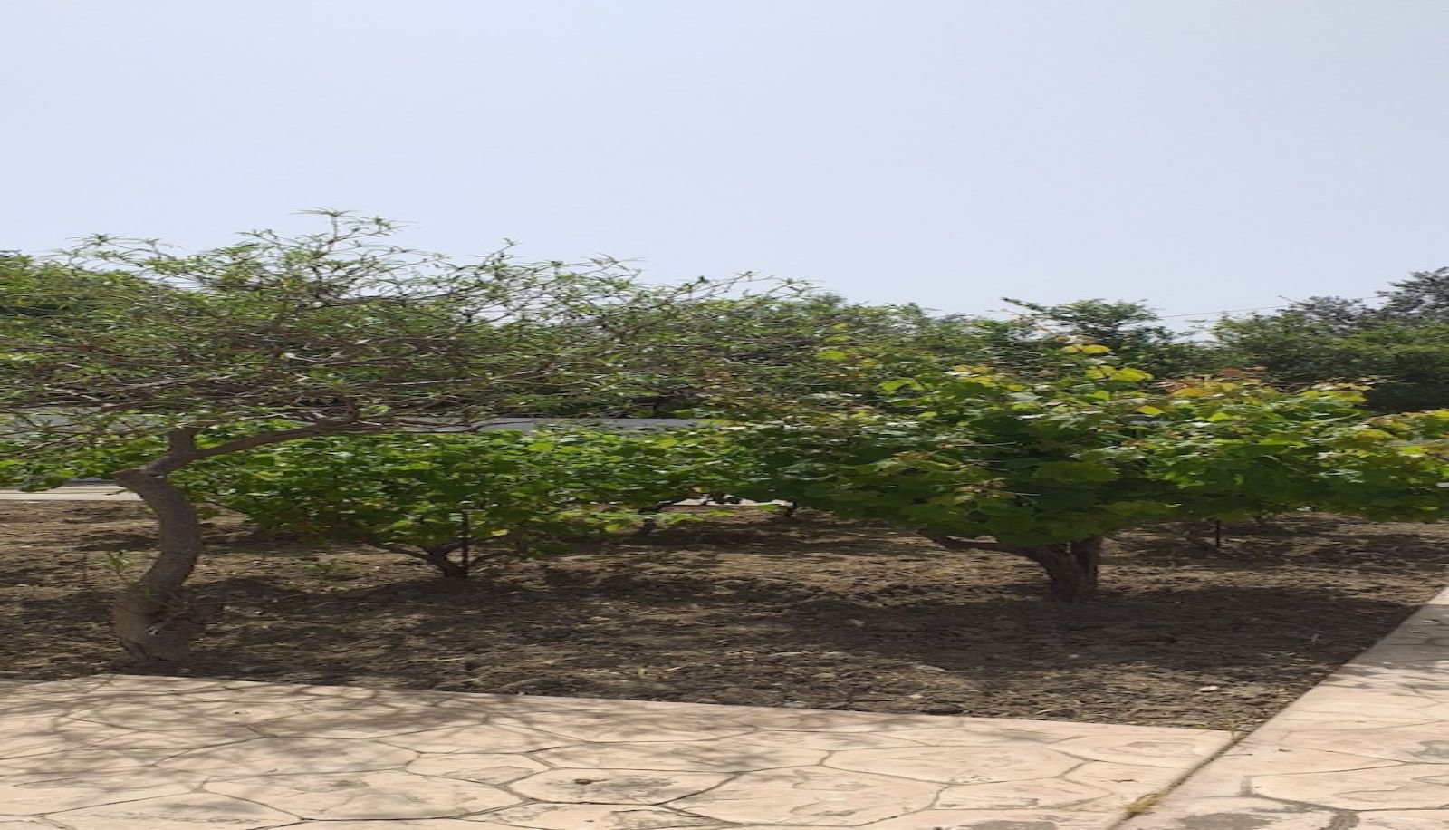 Garden - Nephele Apartments
