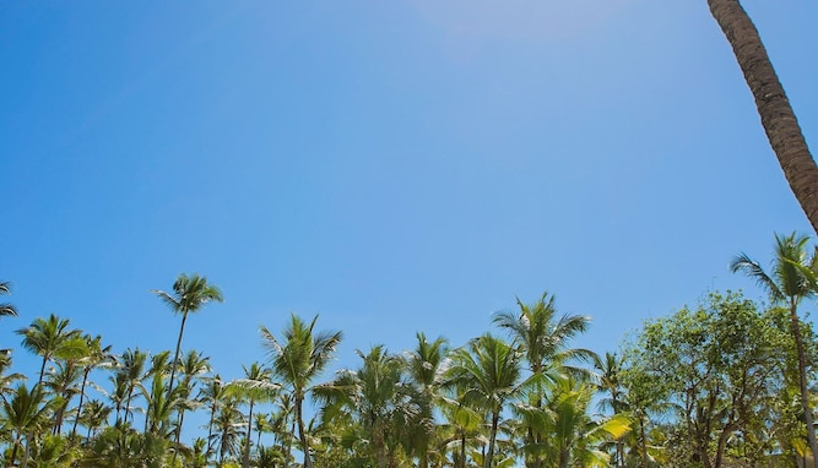 Piscina - Grand Bavaro Princess - All Inclusive