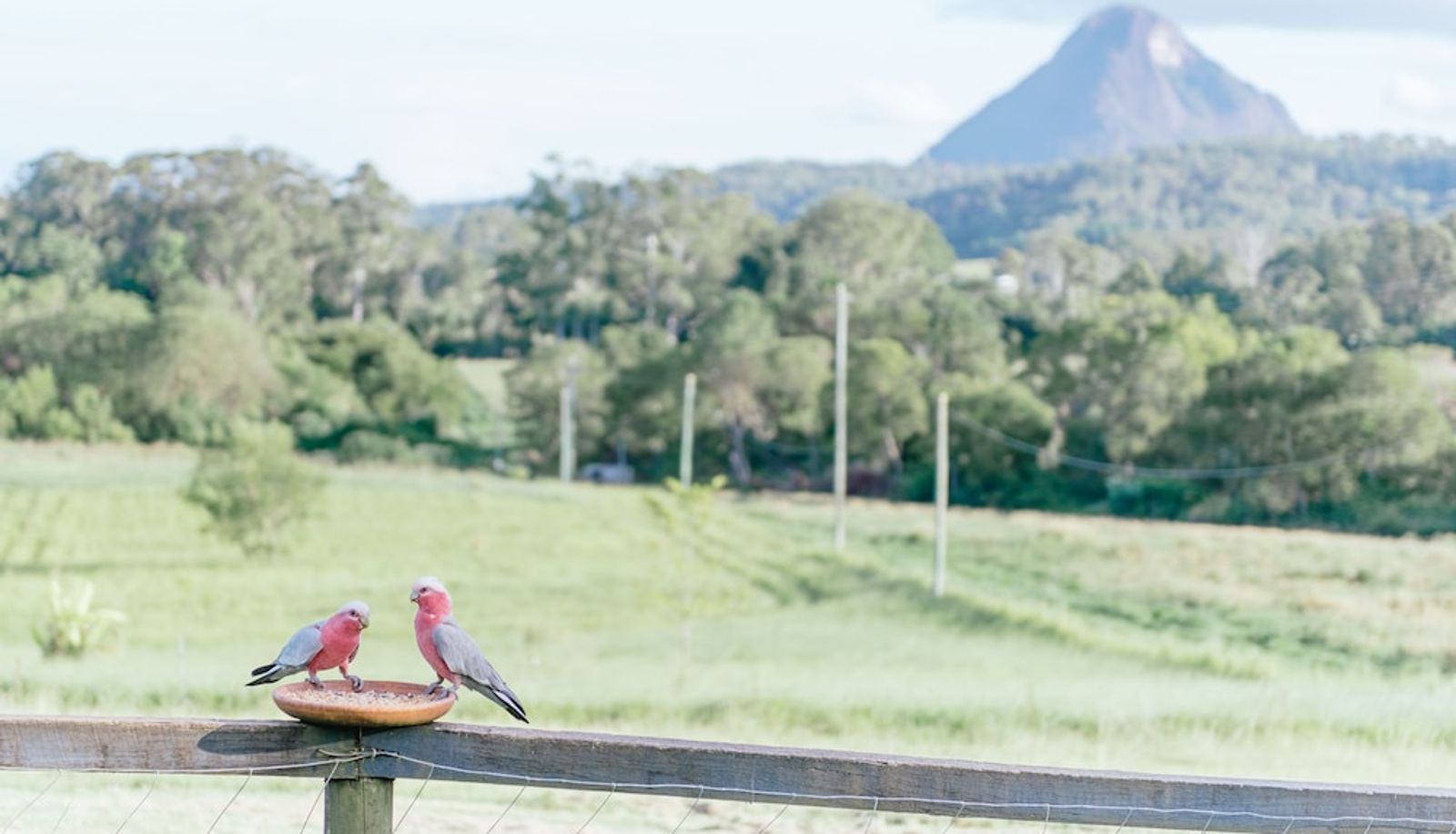 Info - Blackwattle Farm B&B and Farm Stay