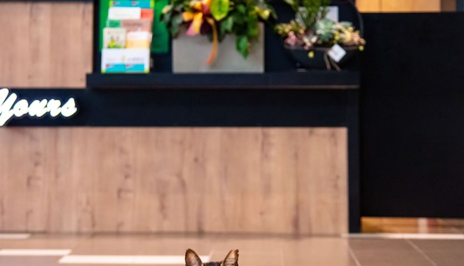 Recepcja - Wholesome Hotel