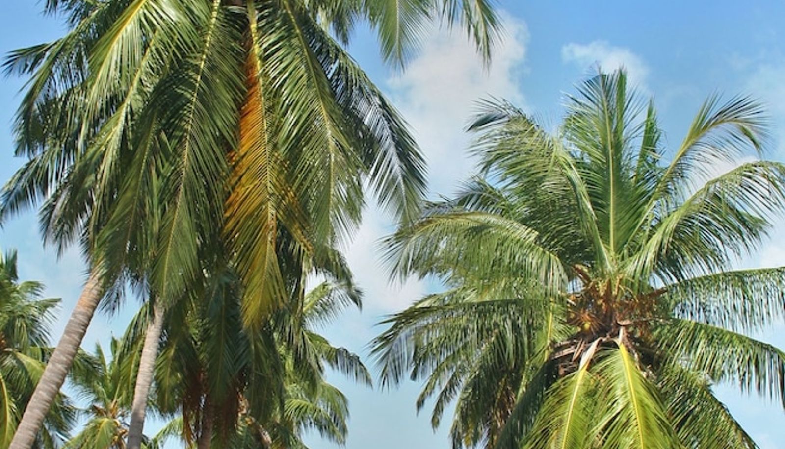 Piscine - Ruwala Resort