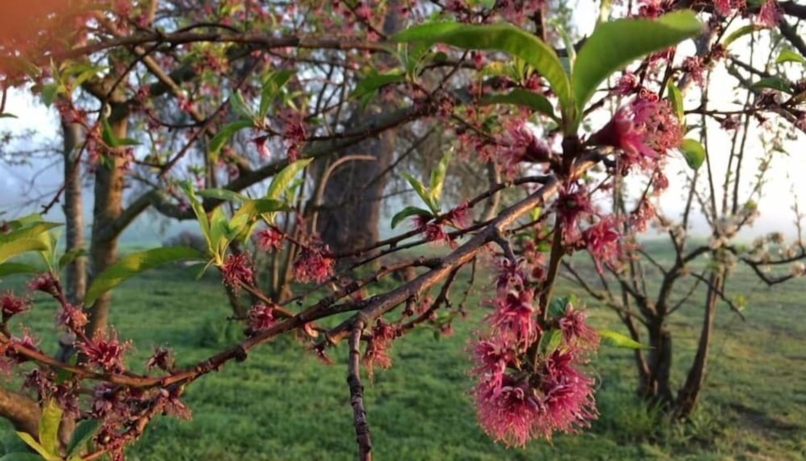 Jardín - Abington Farm