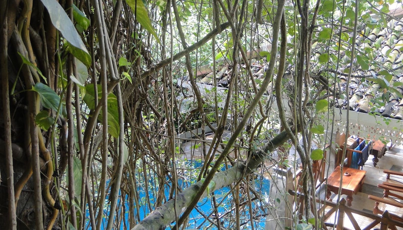 Pool - Thambapanni Retreat
