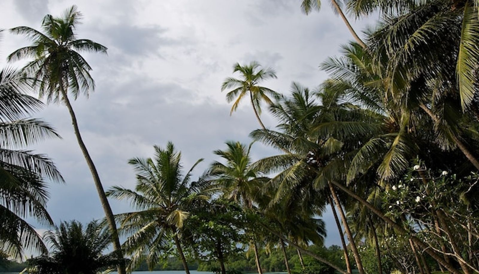 Piscine - Villa Modarawaththa