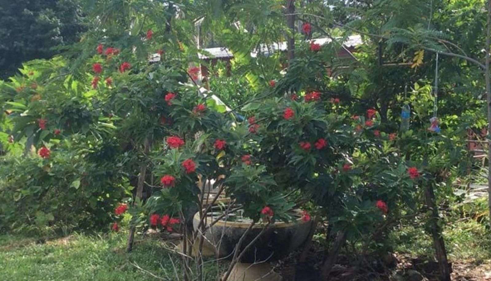 Garden - Subsavet Village