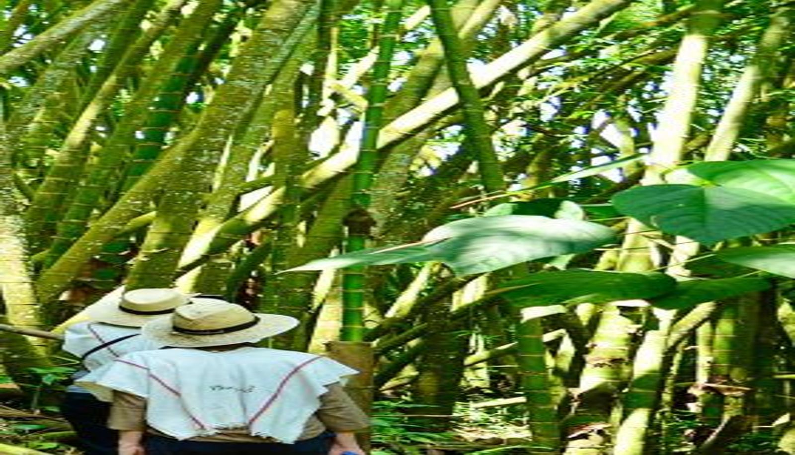 Info - Finca del Café - Casa Typica