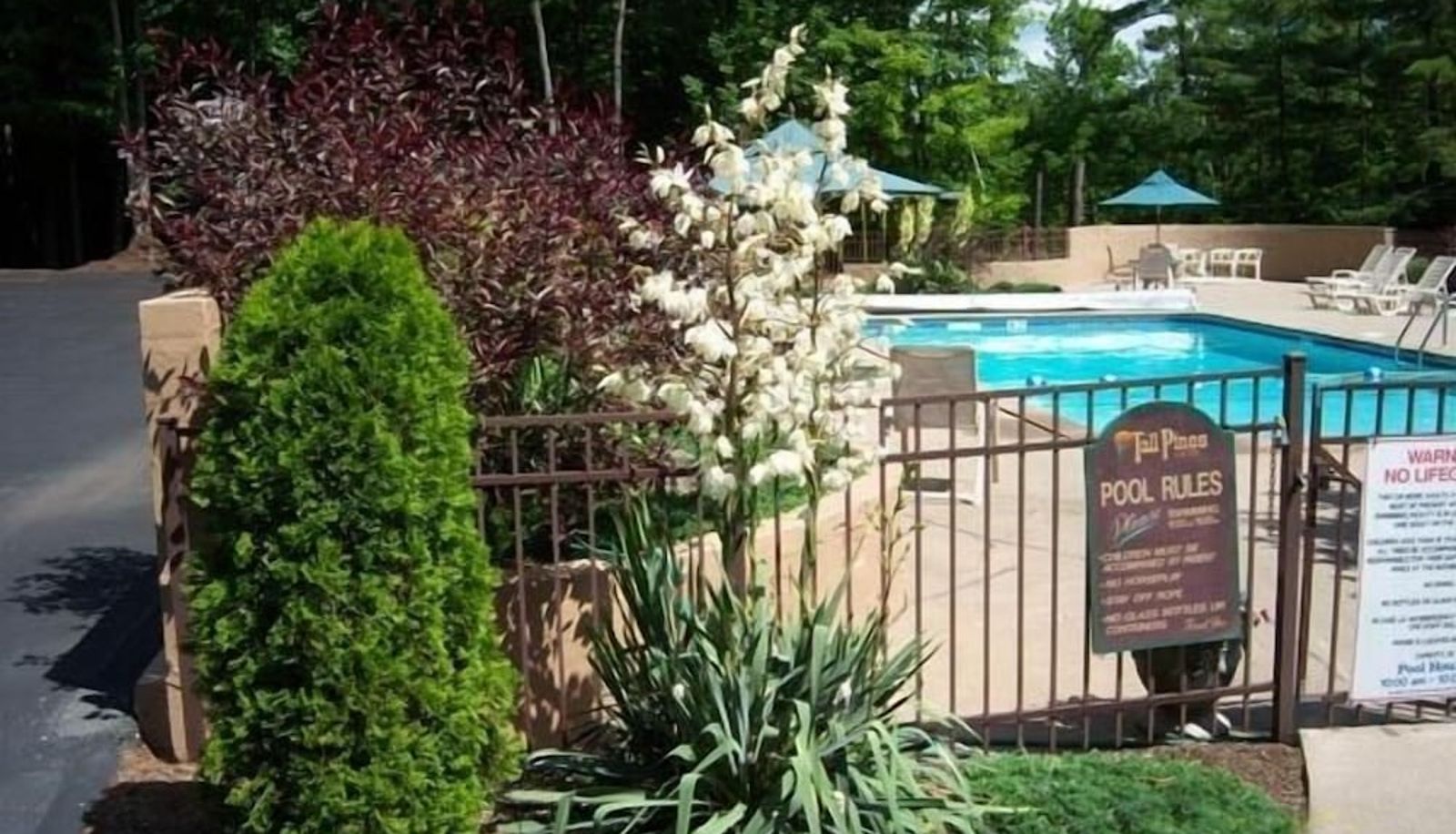 Pool - Tall Pines Motel