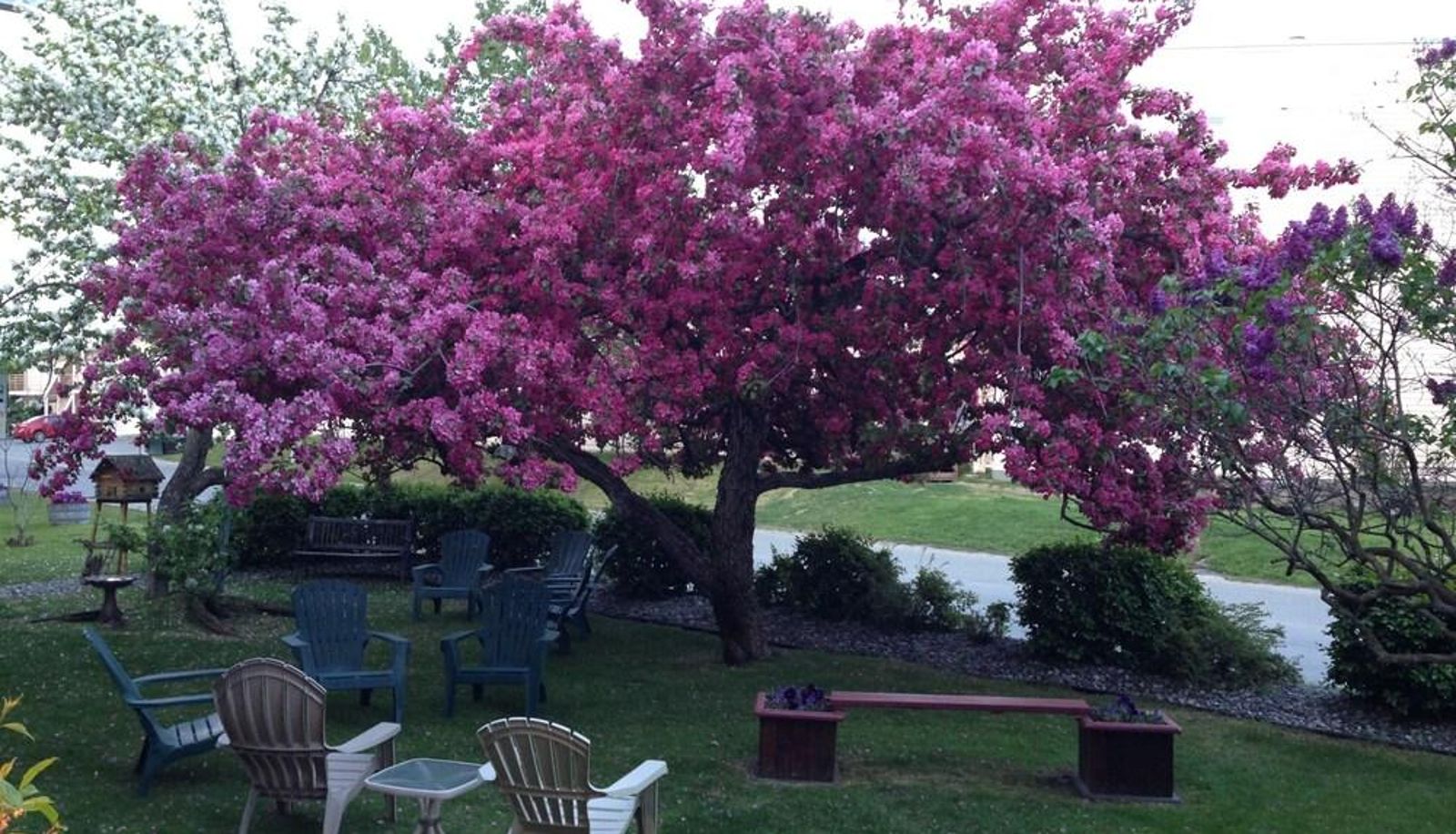 Omgeving - Lakeshore Inn & Suites
