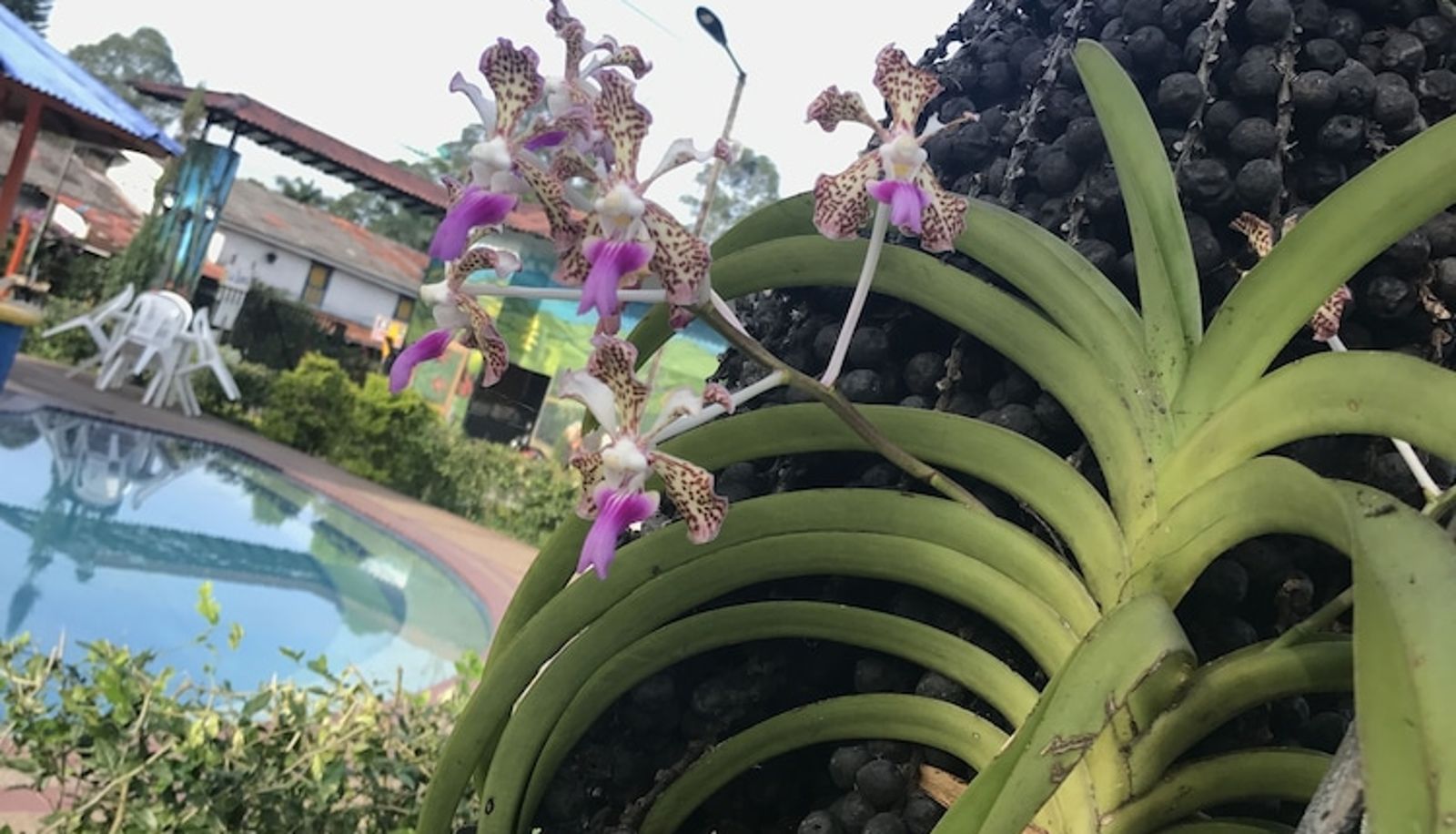 Pool - Finca Hotel La Rivera