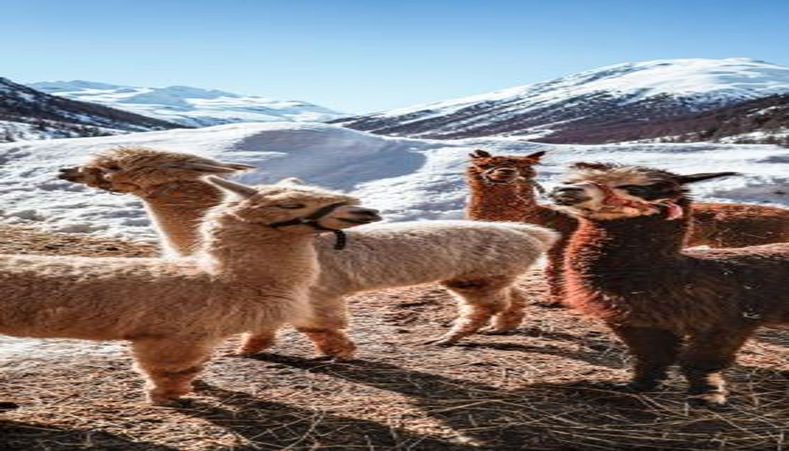 Wellness- und Fitnessbereich - La Tresenda Hotel and Mountain Farm