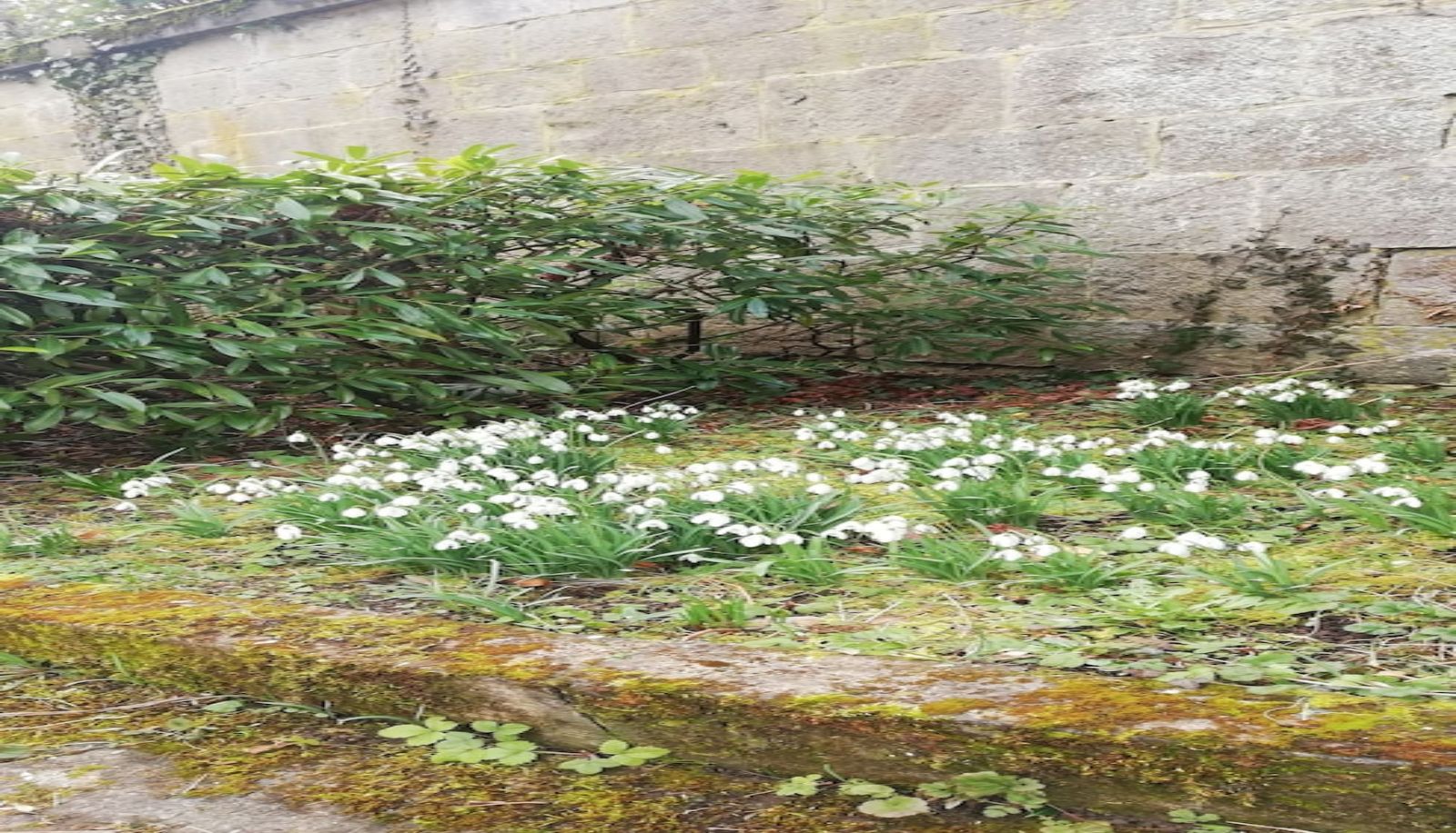 Jardin - Castel Sainte Marie