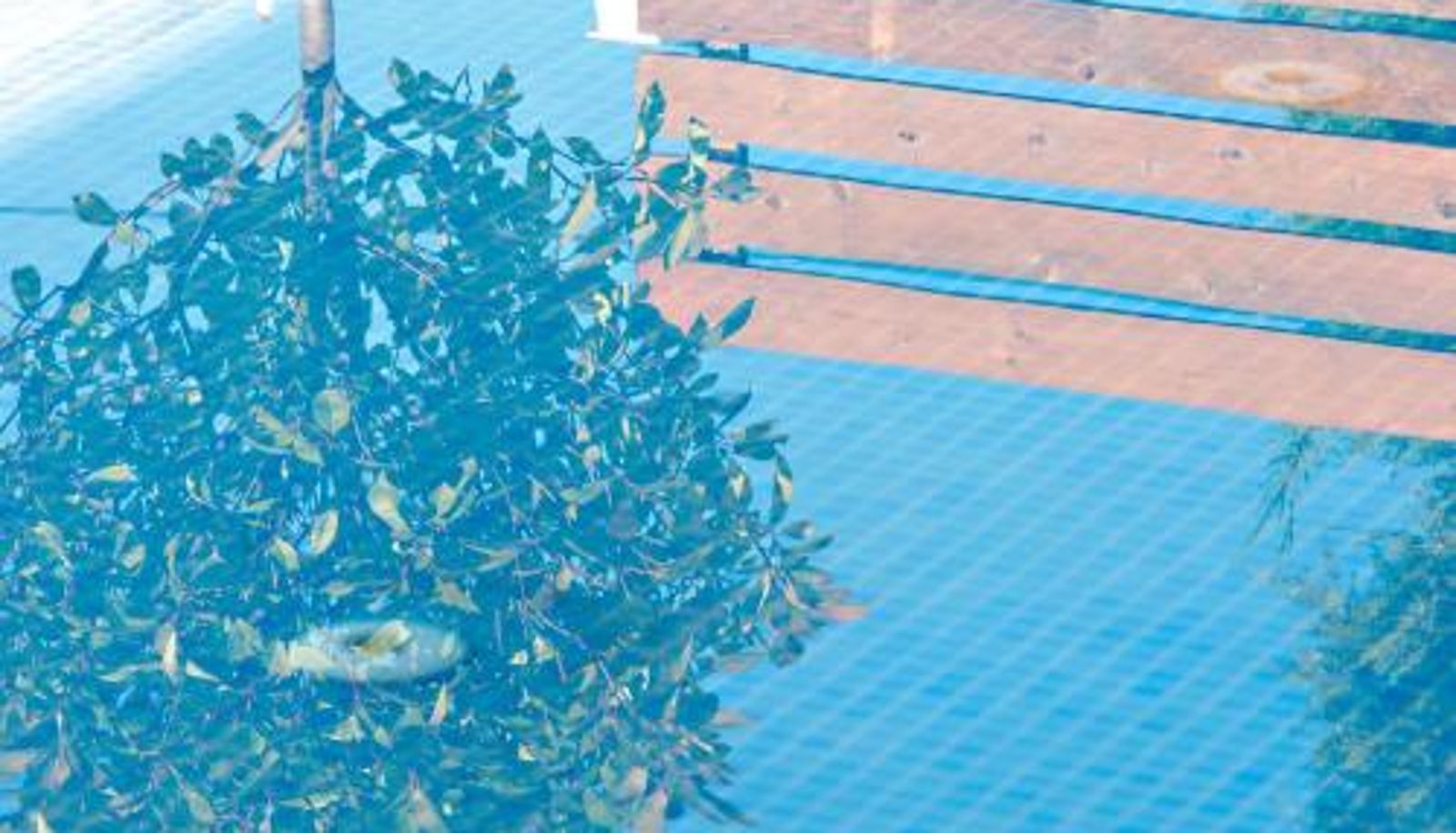 Piscina - The Oak Hotel
