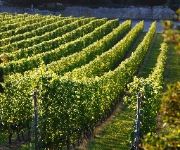 Domaine de Chateauvieux