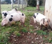 The Wyndham Arms Hotel