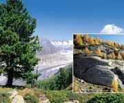 Charme und Behaglichkeit - Hotel Toni - Riederalp