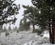 THE MAMMOTH CREEK INN