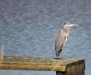 LAKESIDE PARK HTL AND SPA - RYDE