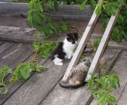 Bauernhof Obernigglerhof