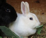 Bauernhof Fuchsbauer