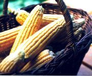 Bauernhof Pferdehof Pfaffenriegel