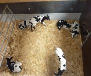 Bauernhof Appartement Zenzi Wurzenrainer