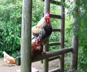 Bauernhof Baby- und Kinderhof Aicherbauer