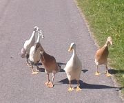 Fam. Kirchgasser Bauernhof Göttfriedbauer