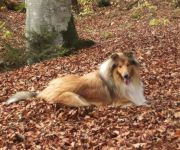 Bauernhof Ferienbauernhof Moosbrugger - Monika und Franz