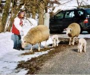 Bauernhof Baby&Biobauernhof Pernkopf -Familienurlaub-wandern